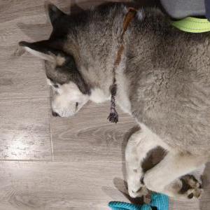 Found Dog Unknown
