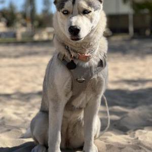 Lost Dog Nala