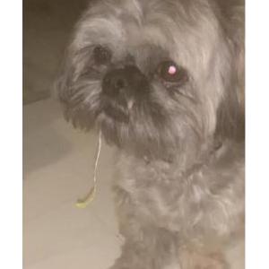 Lost Dog Xander