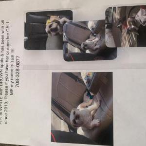 Lost Dog Fiona fifi