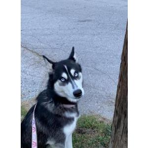 Lost Dog Athena