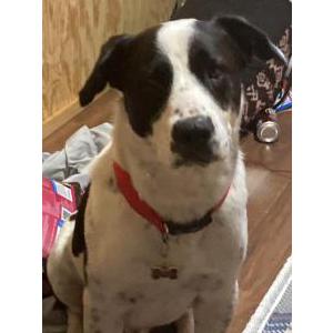 Image of Snoopy, Lost Dog