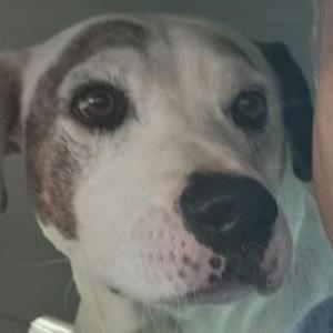 Image of one spot, Lost Dog