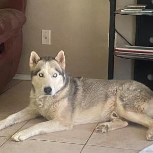 Image of Oakley, Lost Dog