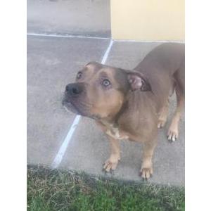 Found Dog Unknown