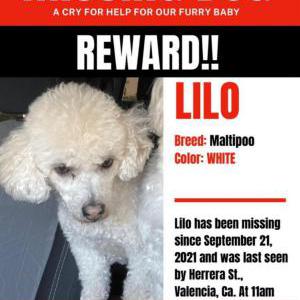 Lost Dog Lilo