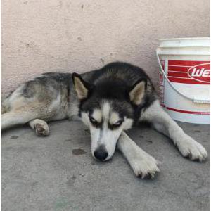 Lost Dog Alaska