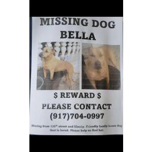 Lost Dog Bella