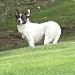 Image of Unknown, Found Dog