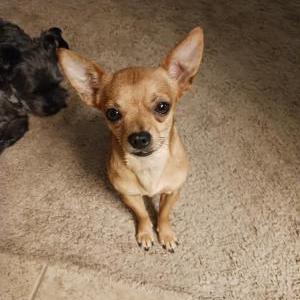 Lost Dog Peanut