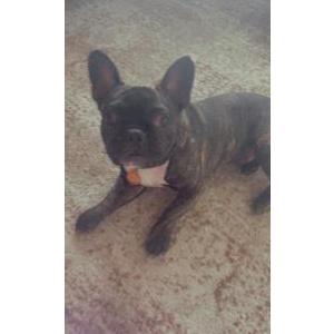 Lost Dog Biggie