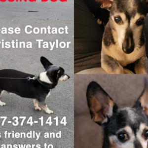Lost 1 Chester (PA)