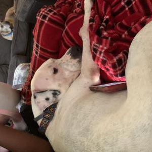 Image of Bella, Found Dog