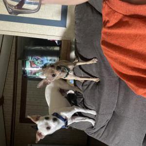 Image of Rhino(wht)Nug(brwn), Lost Dog