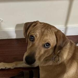 Lost Dog Koa