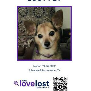 Lost Dog Chiquita