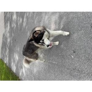 Image of Mike, Lost Dog