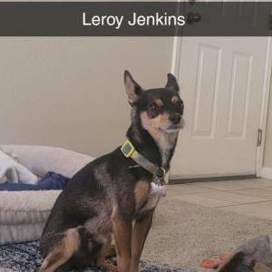 Lost Dog Leroy Jenkins