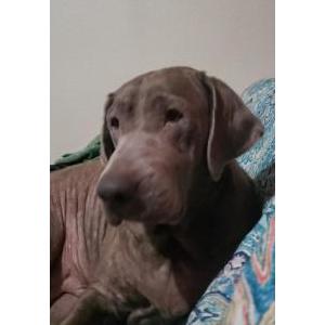 Lost Dog Silver