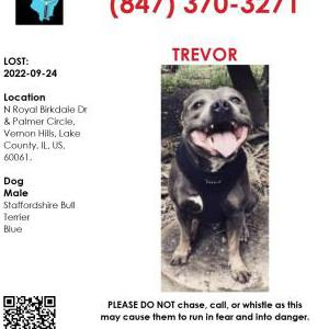 Lost Dog Trevor