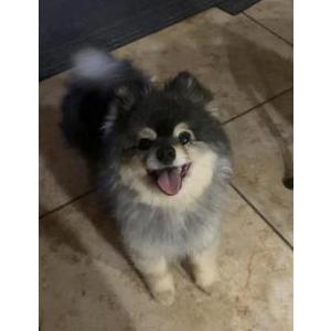 Found Dog N/A