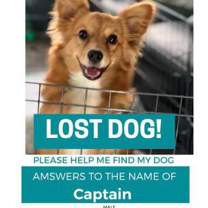 Image of Captain, Lost Dog