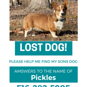 Lost Dog Pickles
