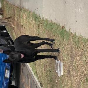 Found Dog Unknown