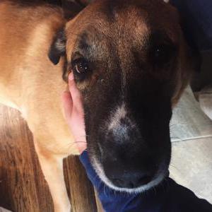 Image of Sophia, Lost Dog