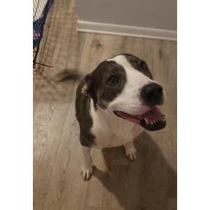 Found Dog Unknown