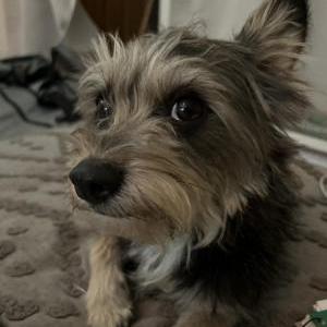 Lost Dog Scruffy