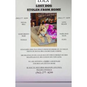 Lost Dog Lola