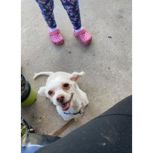 Lost Dog Mia