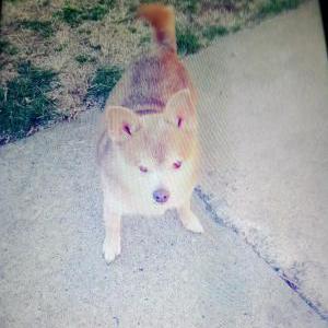 Image of mico, Lost Dog