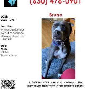 Lost Dog Bruno