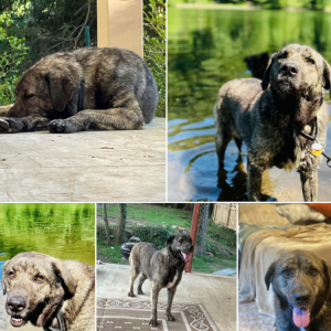 Image of EMMA, Lost Dog