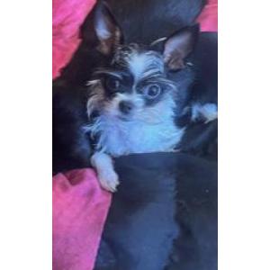 Image of Santina, Lost Dog