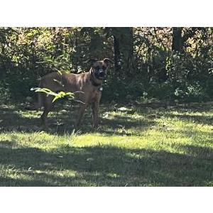 Image of Unknown, Found Dog