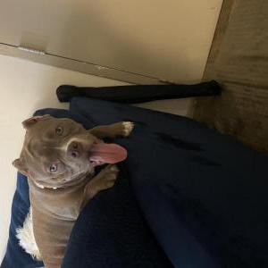 Image of Kash, Lost Dog