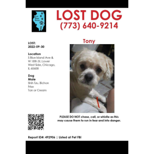 Lost Dog Tony