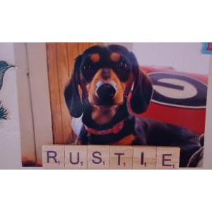 Lost Dog Rustie