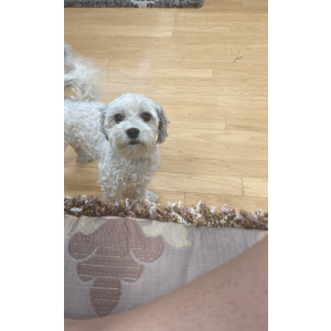 Lost Dog Sophie