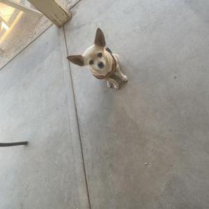 Lost Dog Chloe