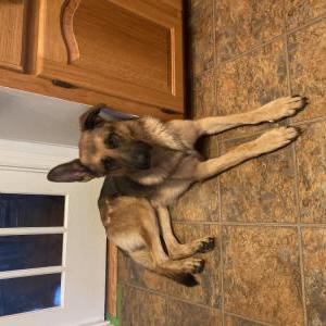 Image of Unknown, Found Dog