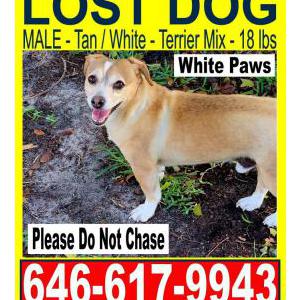 Lost Dog Jojo