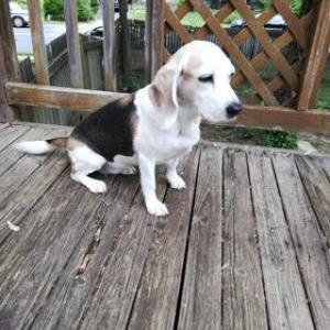 Found Dog Lucy Marie