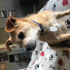 Lost Dog Charlie