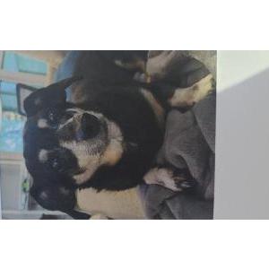 Lost Dog Princess Mitchell