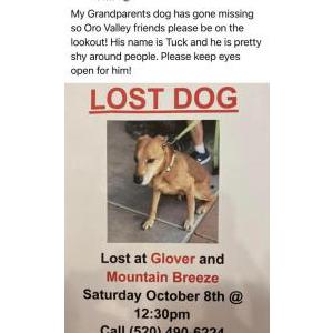 Lost Dog Tucker