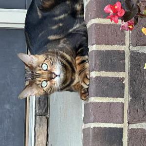 Image of Rocky, Lost Cat